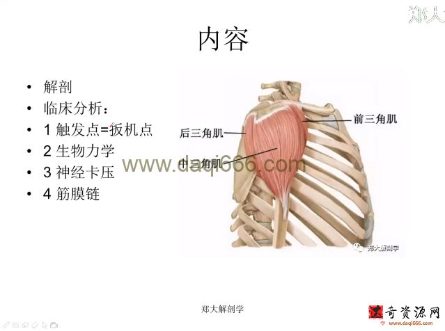 每日一肌全身肌肉疼痛讲解