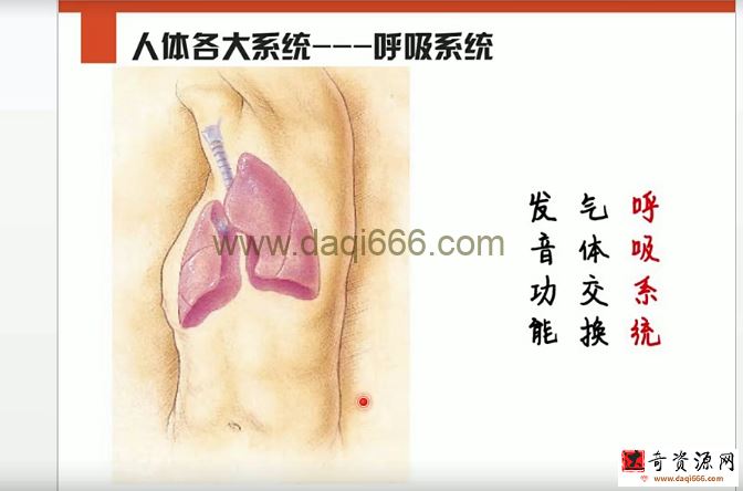 李哲老师讲人体组织和结构10集