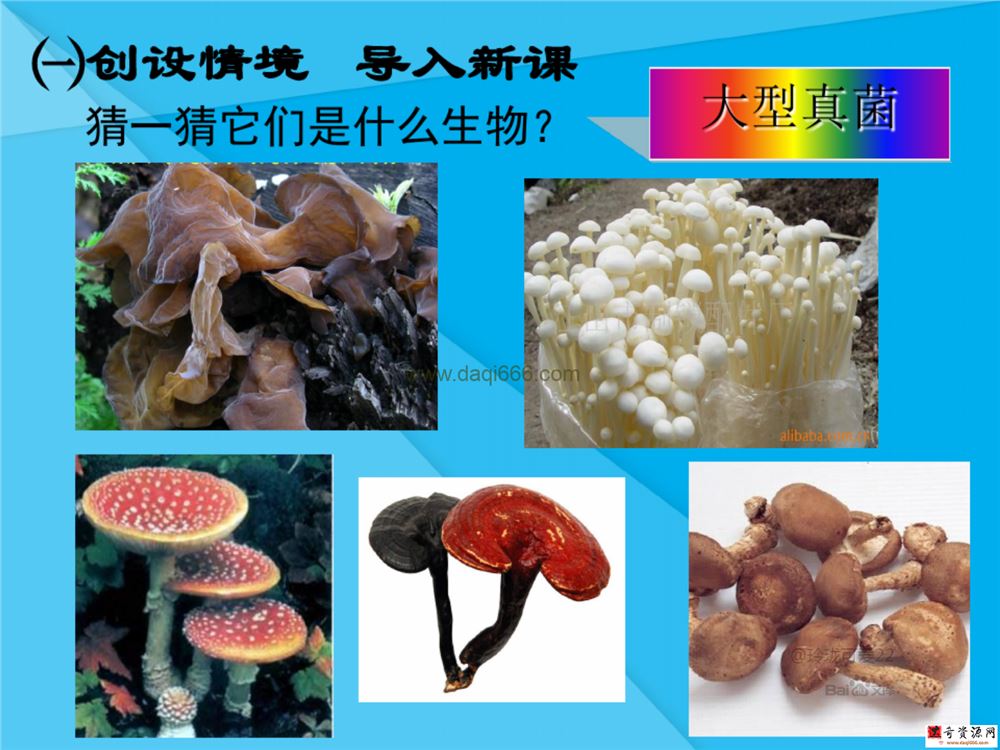 初中生物八年级上册优质课件+教案+试题打包